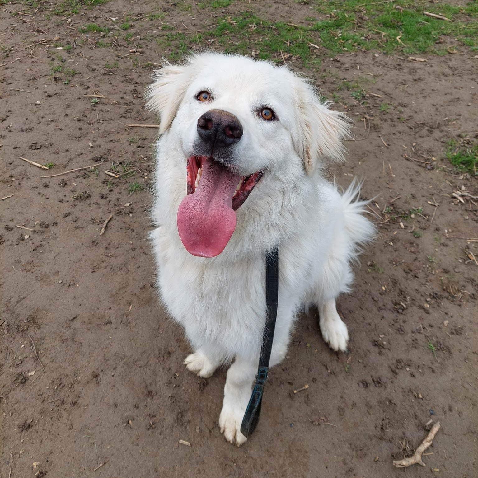 Adoption EverMore Dog Rescue