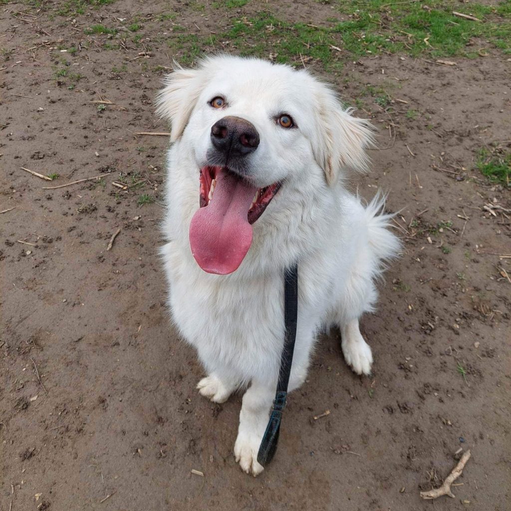 Home EverMore Dog Rescue