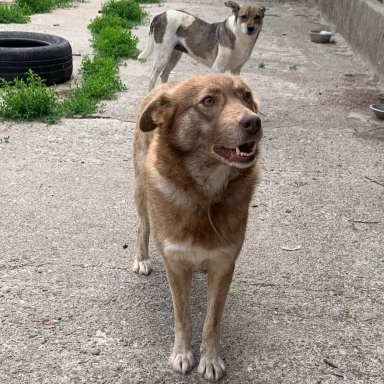 Adoption EverMore Dog Rescue