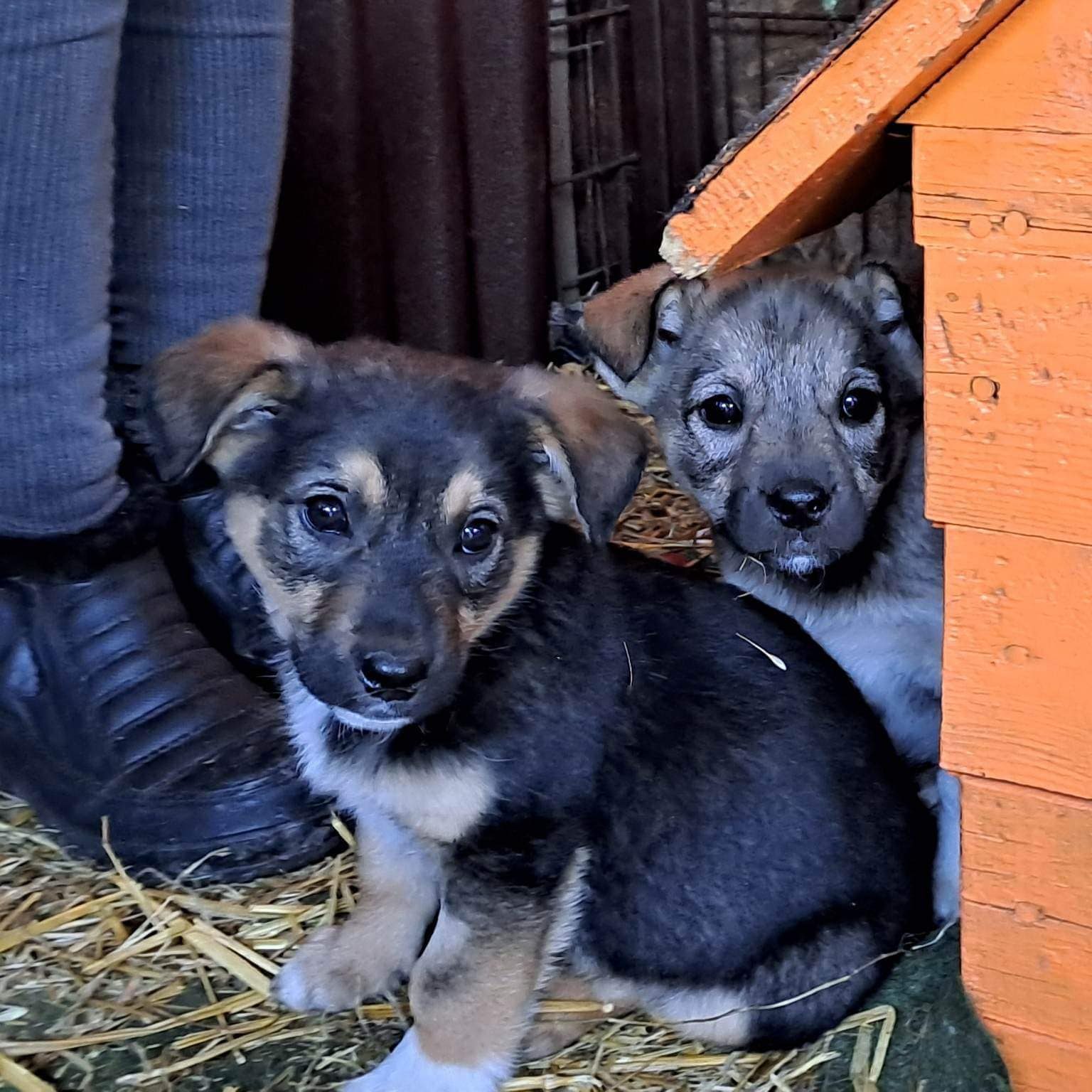 Adoption EverMore Dog Rescue