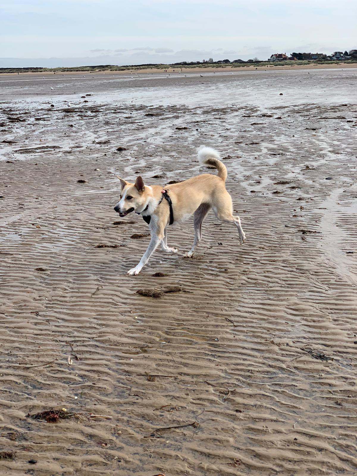 Why we adopted Archie EverMore Dog Rescue