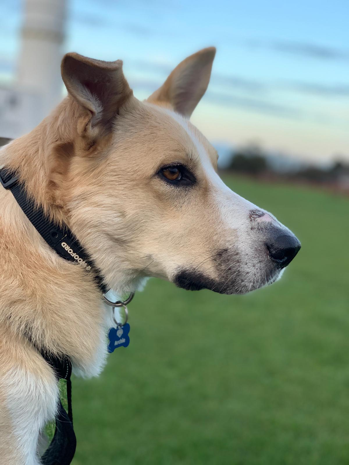 Why we adopted Archie EverMore Dog Rescue