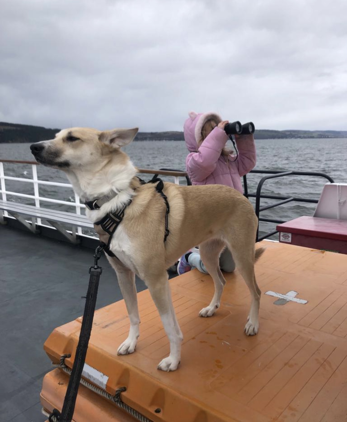 Meet beachloving Lucy EverMore Dog Rescue