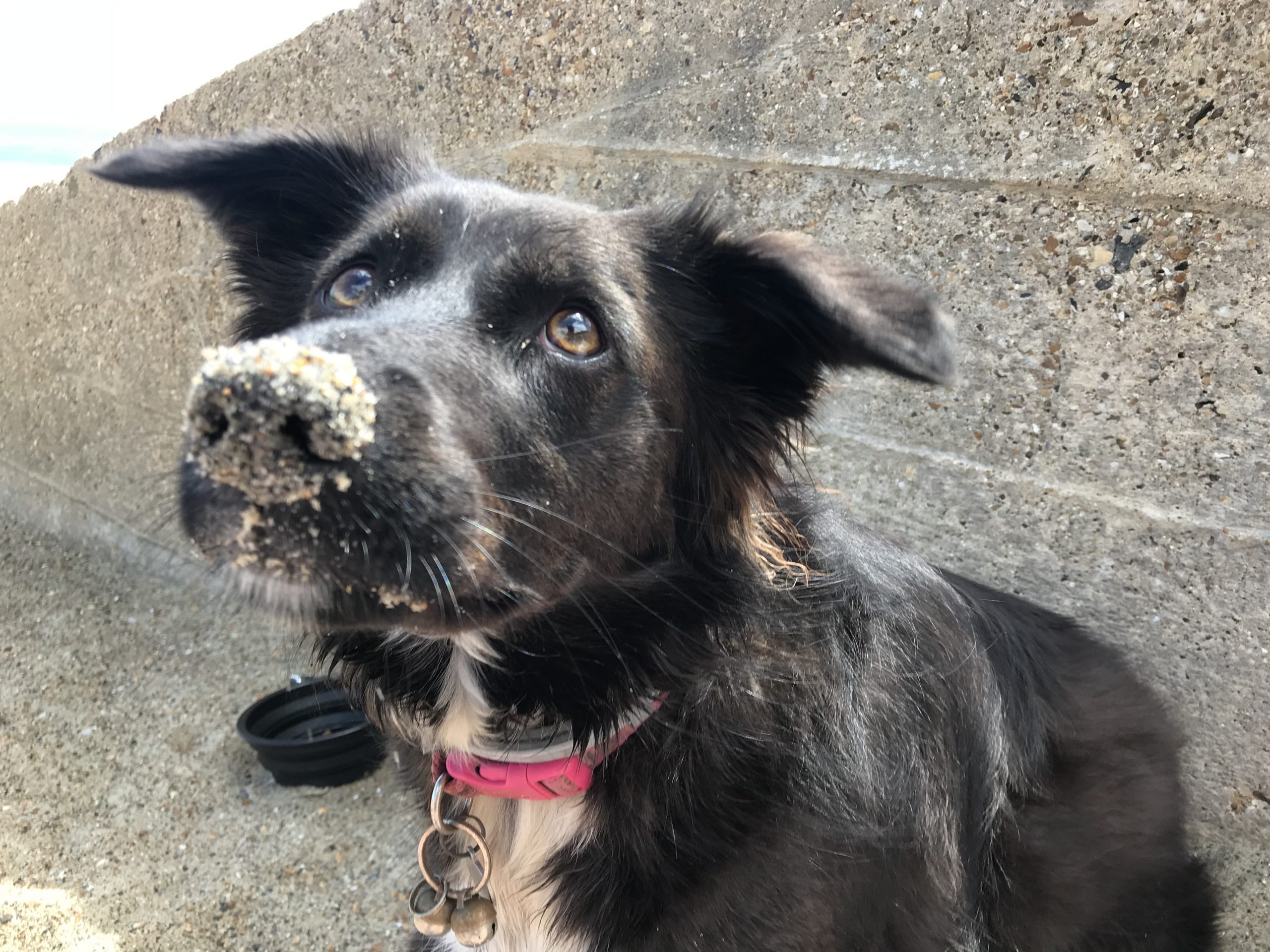 Falling in love with Opal EverMore Dog Rescue