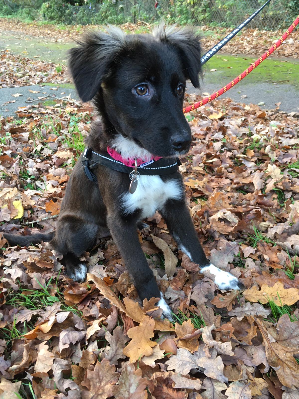 Falling in love with Opal EverMore Dog Rescue