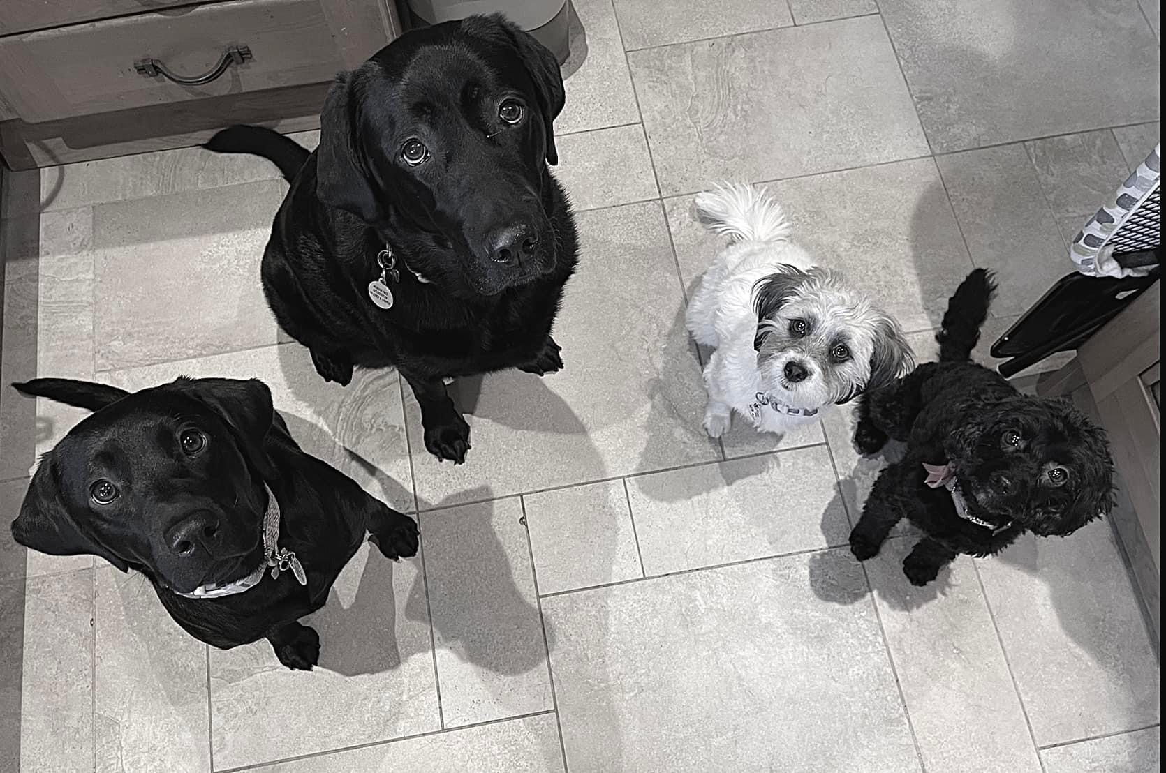 Pippin has her humans well trained EverMore Dog Rescue