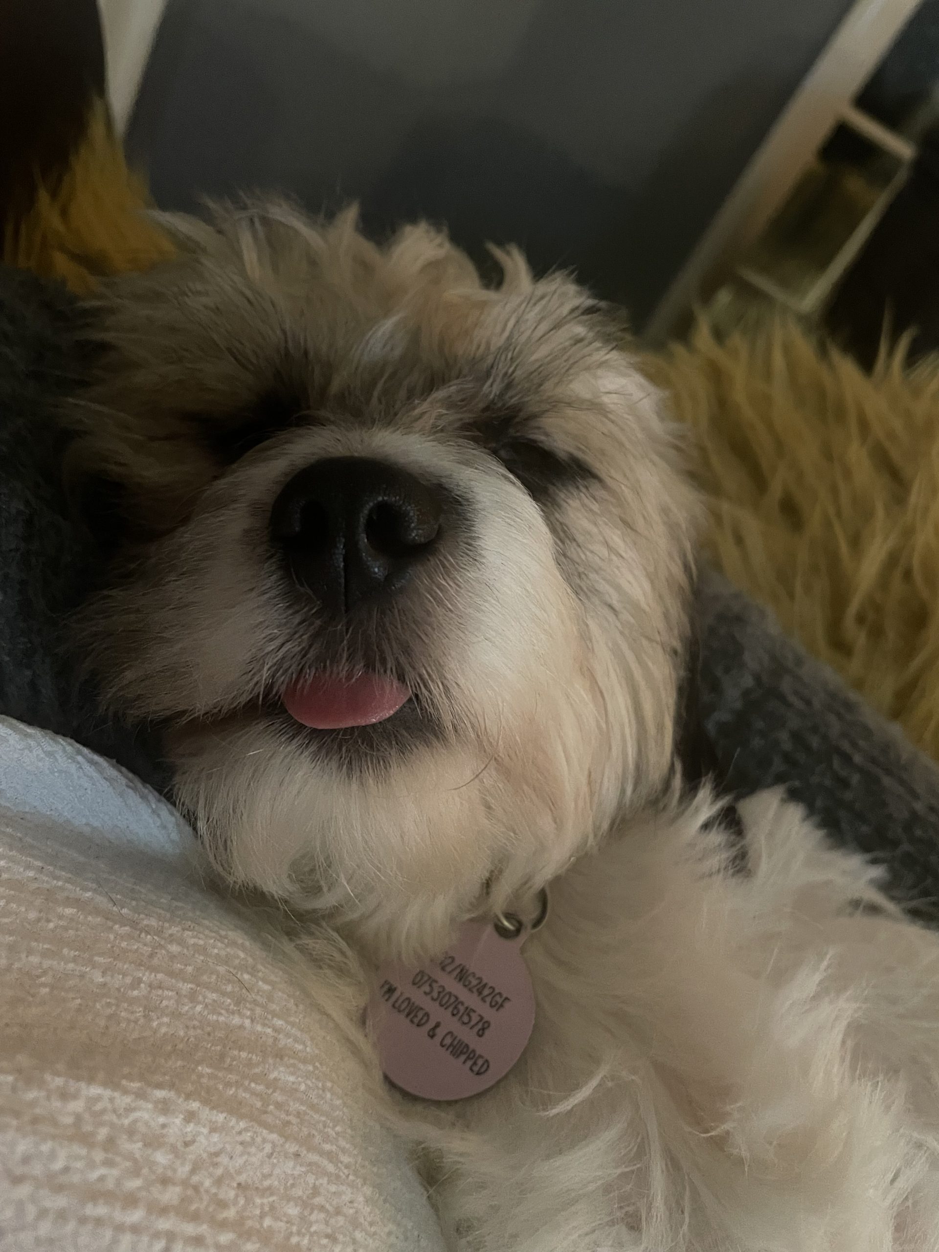 Pippin has her humans well trained EverMore Dog Rescue