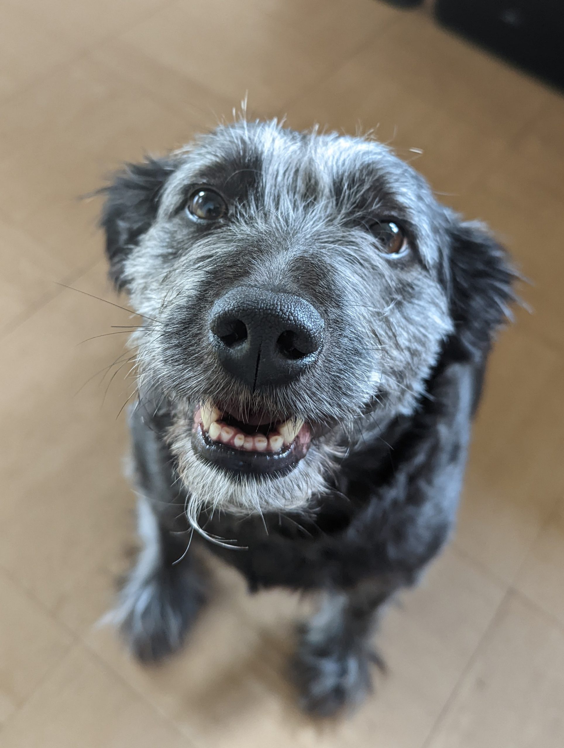 Bella, the most loving dog EverMore Dog Rescue