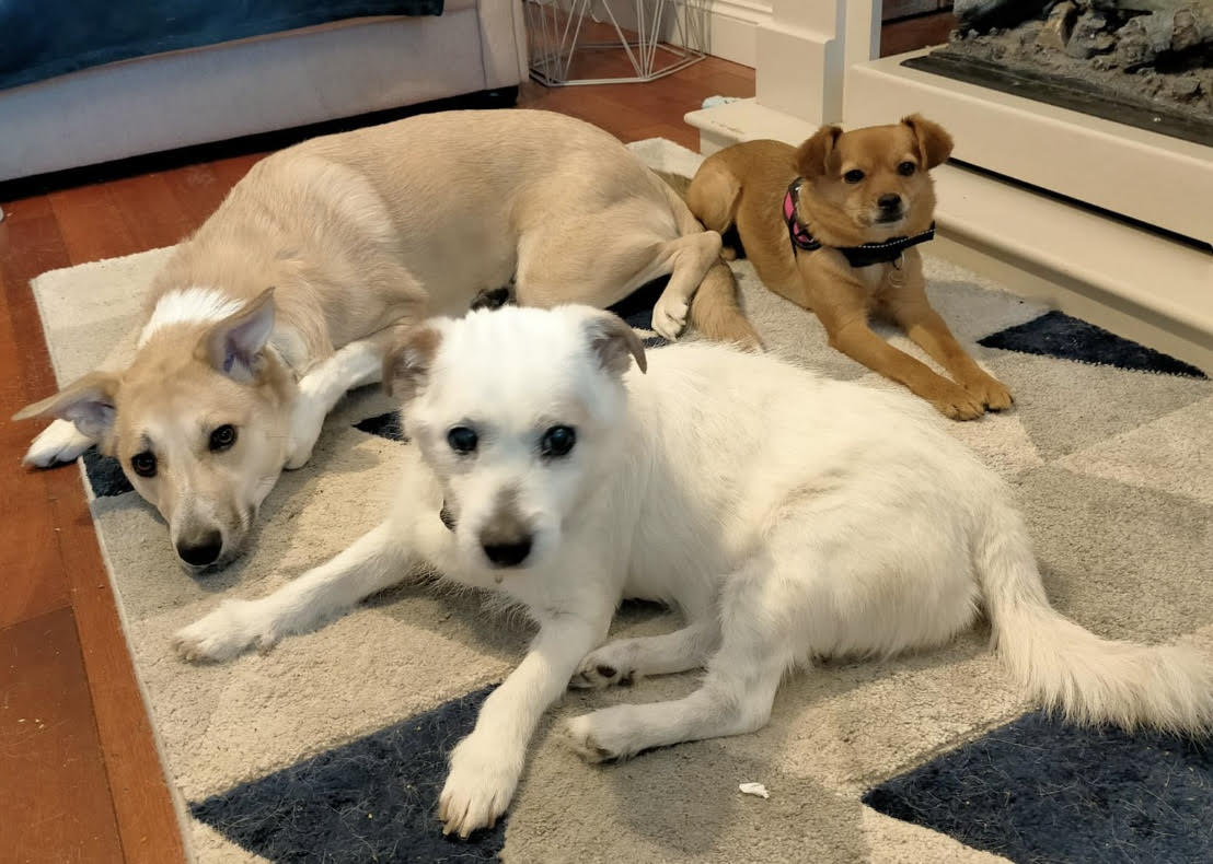 Meet beachloving Lucy EverMore Dog Rescue